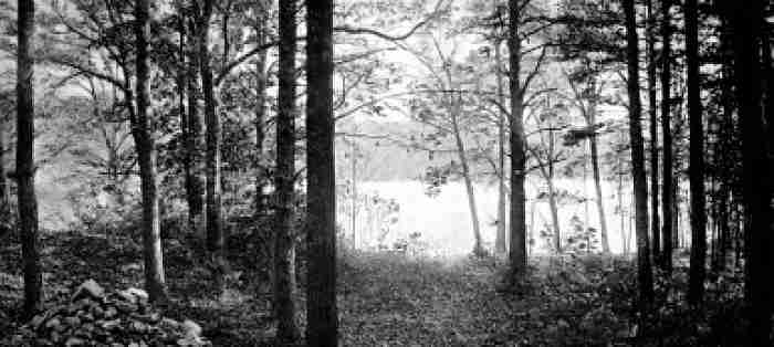 Walden Pond- Henry David Thoreau
